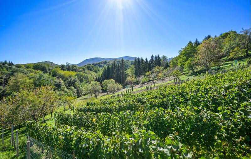 Pogled na vinograde i planine